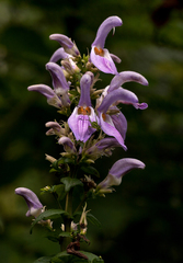 Brillantaisia cicatricosa