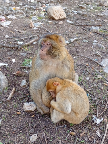 Barbary Macaque
