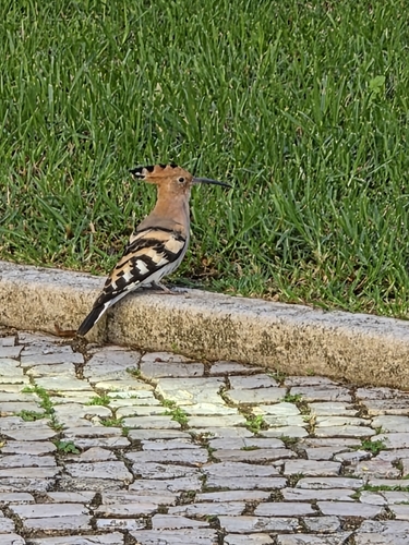 Common Hoopoe