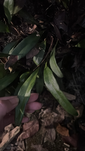 Pyrrosia lanceolata observed 2026-10-17