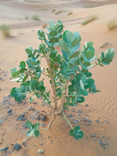 giant milkweed