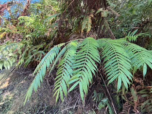Angiopteris evecta observed 2026-10-16