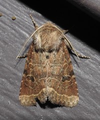 Protorthodes oviduca