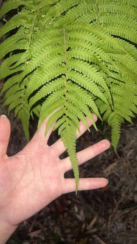 Christella parasitica observed 2026-10-17