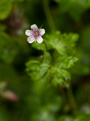 Geranium arabicum