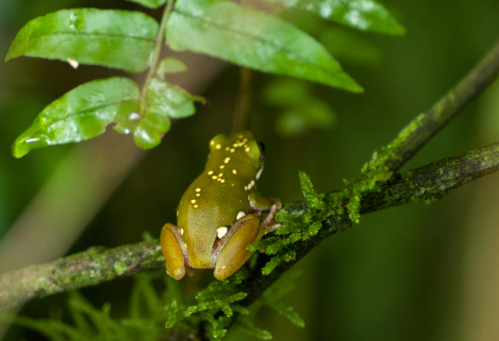 Mottle-sided Reed Frog (Hyperolius lateralis)