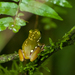 Mottle-sided Reed Frog - Photo (c) Bart Wursten, some rights reserved (CC BY-NC), uploaded by Bart Wursten