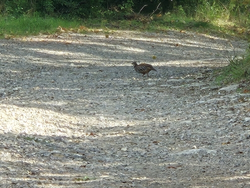 Red-legged Partridge