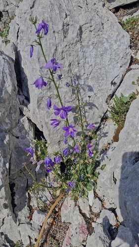 Chimney Bellflower