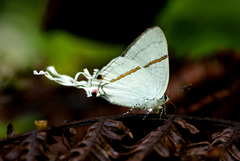 Hypolycaena antifaunus
