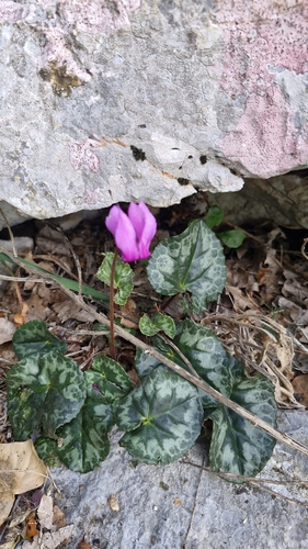 European Cyclamen