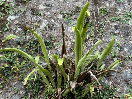 Microsorum punctatum observed 2026-10-16