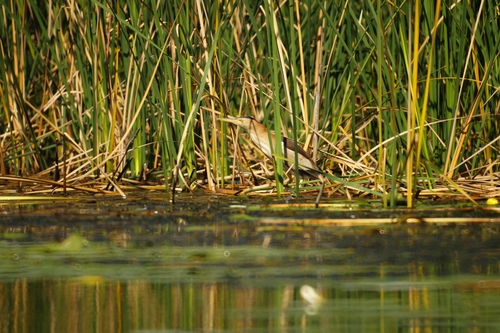 iNaturalist image