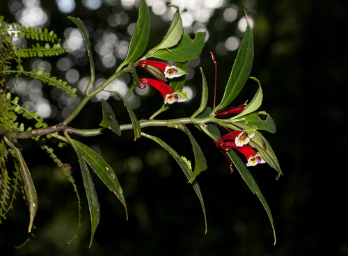 Impatiens paucidentata
