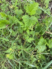 Geum vernum