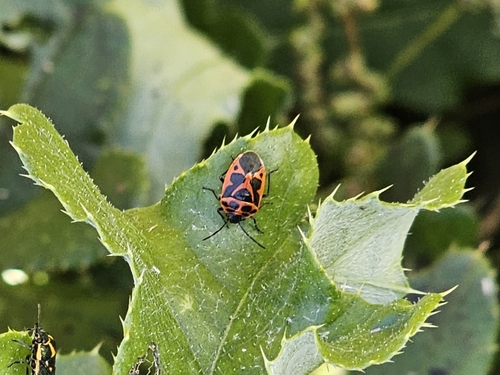 Painted bug