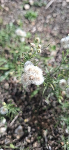 Flax-leaved Horseweed