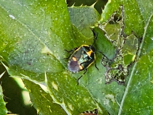 Cabbage Bug