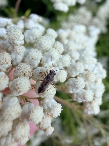 Nysius caledoniae observed 2026-10-17