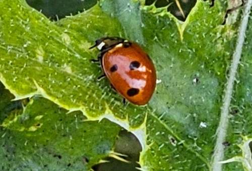 Seven-spotted Lady Beetle