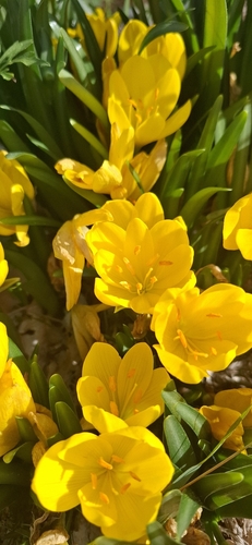 Winter Daffodil