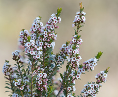Thryptomene calycina