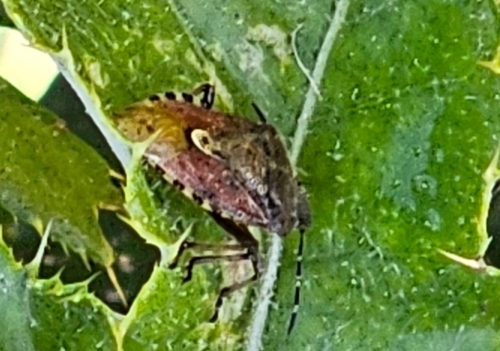 Sloe Bug