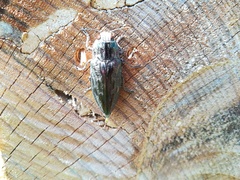 Chalcophora mariana massiliensis