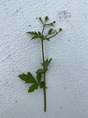 Geum vernum