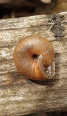 Trochulus striolatus