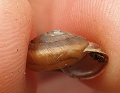 Trochulus striolatus