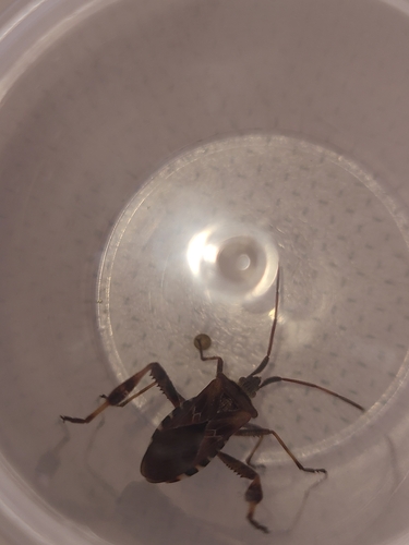 Western Conifer Seed Bug