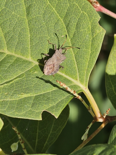 Dock Bug
