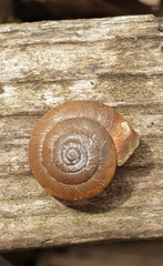 Trochulus striolatus