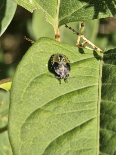 Southern Green Stink Bug