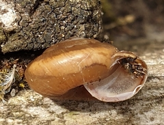 Trochulus striolatus