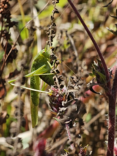 Mediterranean Katydid