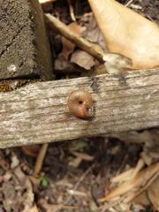 Trochulus striolatus