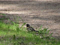 Fringilla montifringilla