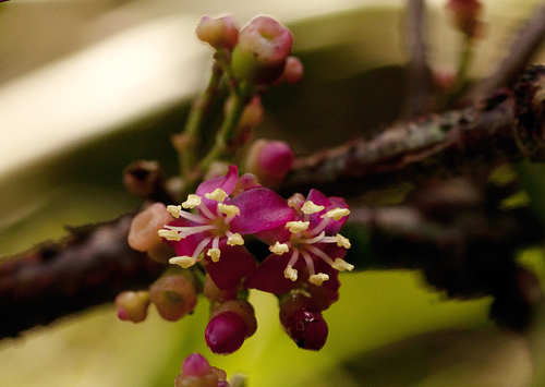 Medinilla mannii