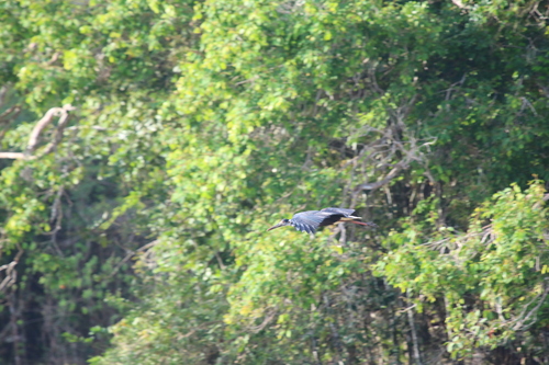 iNaturalist image