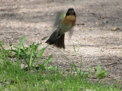 Fringilla montifringilla