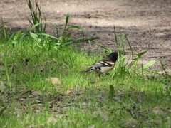 Fringilla montifringilla