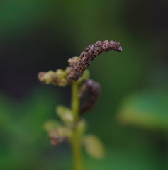 Chenopodium acuminatum virgatum