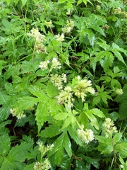 Hydrophyllum tenuipes