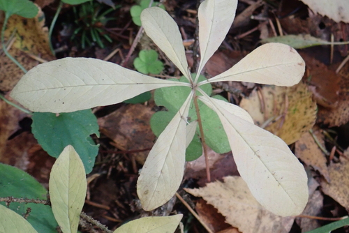 Arctic Starflower