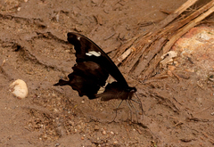 Papilio hesperus hesperus