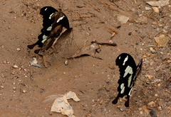 Papilio hesperus hesperus