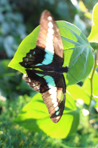Common Bluebottle
