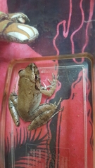 Limnonectes paramacrodon